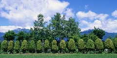 DW019_L.jpg